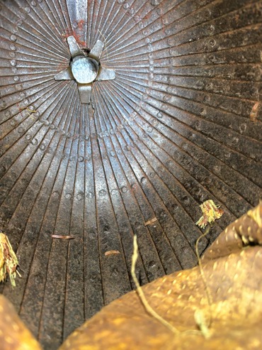 Kabuto - škola Myochin